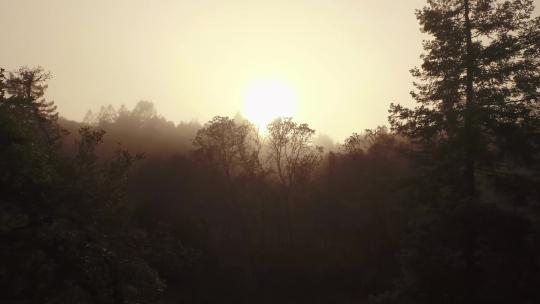 自然风光 航拍清晨日出光茫迷雾森林树林