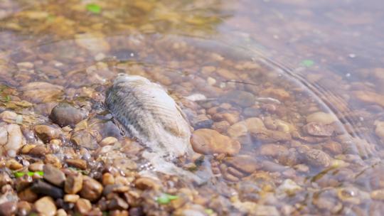 江边上的死鱼臭鱼水质污染
