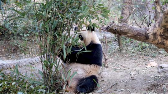 大熊猫活动合集