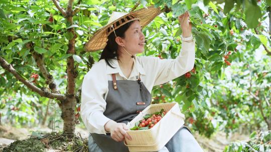 中年女性农民在果园手捧竹篮樱桃