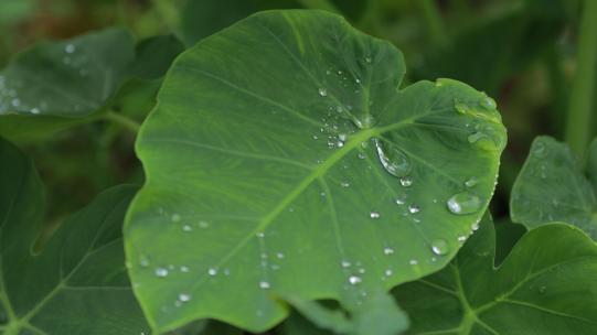 雨滴，水滴从叶子滑落，使用雨天空镜头转场