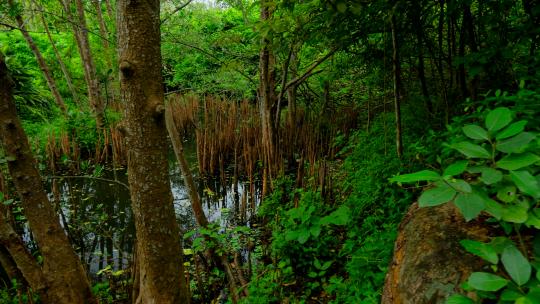 海南热带湿地公园小河