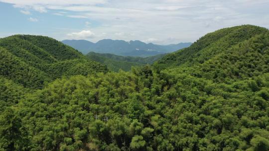 竹林 竹海 竹子 竹叶 大竹林 竹