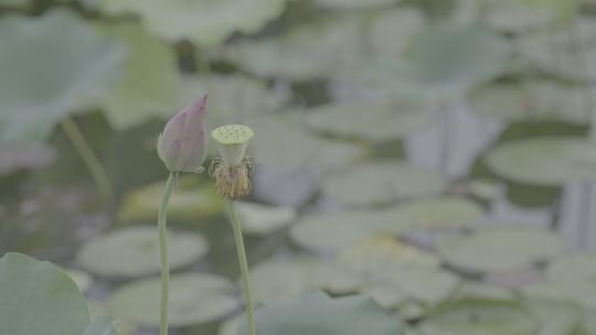 夏季湿地湖河池塘荷花莲藕荷叶户外自然