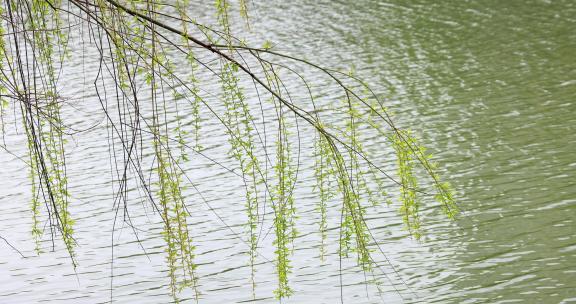 实拍湖边的柳树