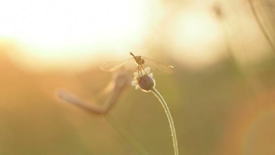 蜻蜓慢镜头大自然剪影夕阳晚霞傍晚彩霞空境