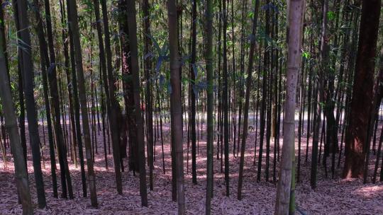 狮山公园竹林