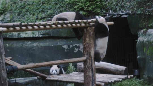 熊猫攀爬嬉戏玩耍