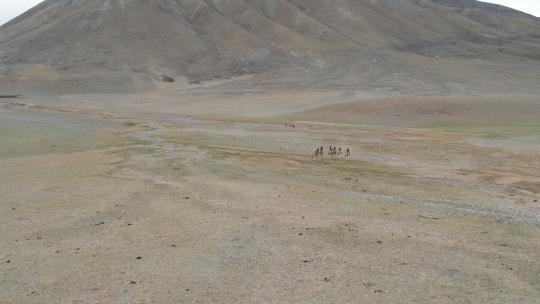 藏野驴，西藏野生动物