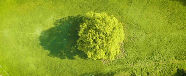 航拍鸟瞰一棵树春天里的树草坪上的树绿色