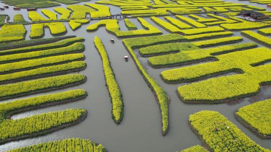 原创江苏泰州兴化千垛景区水上油菜花风光