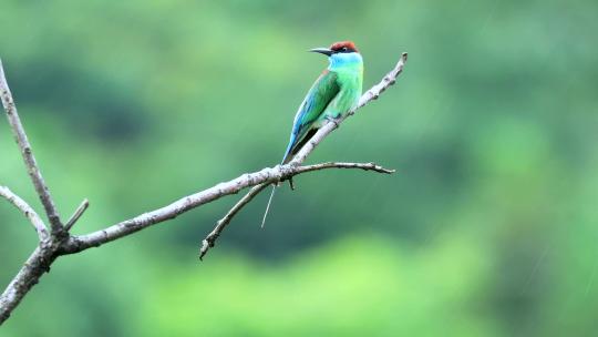 中国最美丽的小鸟：蓝喉蜂虎视频素材模板下载