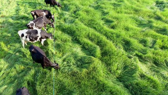 4k牧场草原牛奶视频素材模板下载
