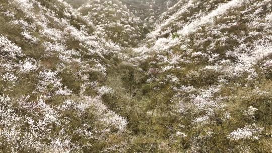 4K航拍春天北京花海