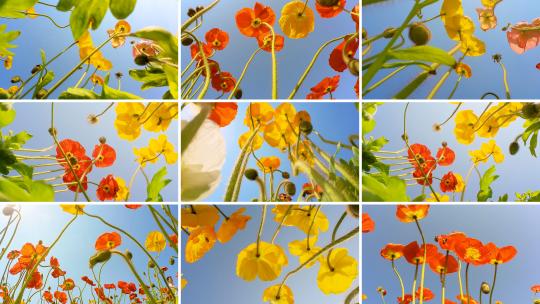 合集阳光下盛开的虞美人 慢镜头低角度高清在线视频素材下载