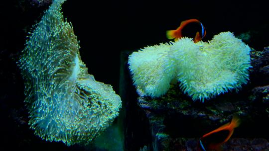 海洋馆水族馆海底世界小丑鱼视频素材模板下载