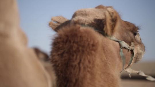 y1内蒙古乌兰察布四子王旗骆驼特写2视频素材模板下载