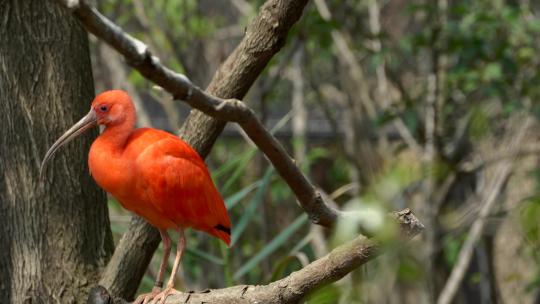 南美洲的鸟类美洲红鹮4K视频素材模板下载