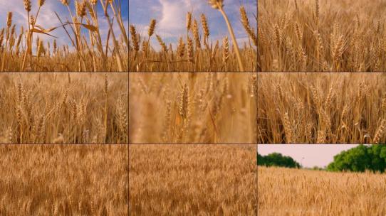 小麦丰收麦田