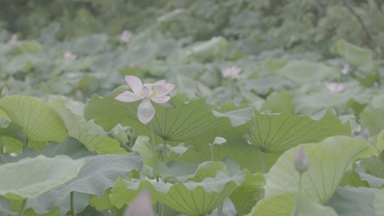 夏季湿地湖河池塘荷花莲藕荷叶户外自然视频素材模板下载