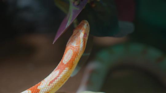 蛇吐蛇信嗅猎物视频素材模板下载