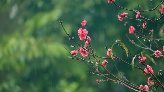 下雨谷雨清明春分立春惊蛰古建筑中式园林