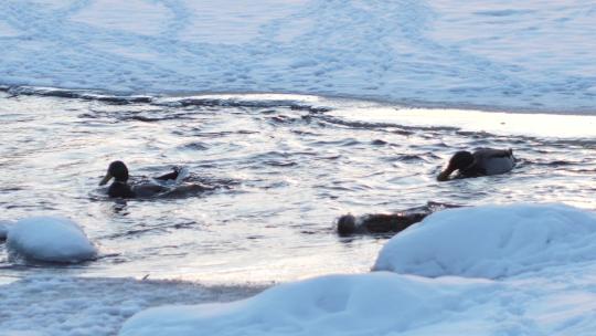 冬天野鸭子冰上戏水