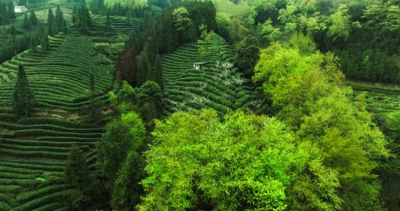 春天的茶山航拍唯美风景茶叶采摘