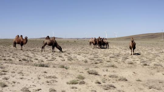 戈壁滩骆驼群在散步