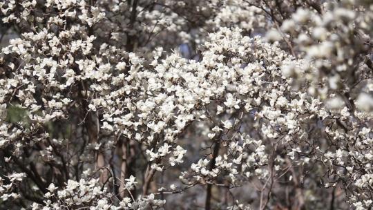 济南五龙潭，春季樱花植物盛开洁白如雪视频素材模板下载