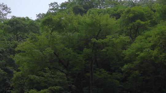 深山里茂密树林绿树成荫
