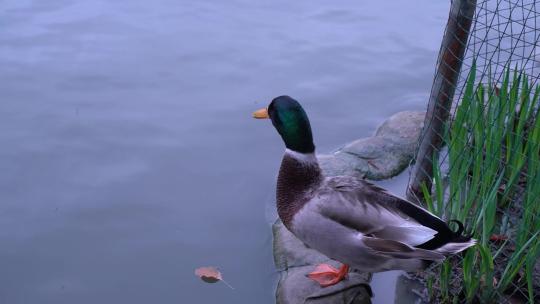 水面上的绿头鸭