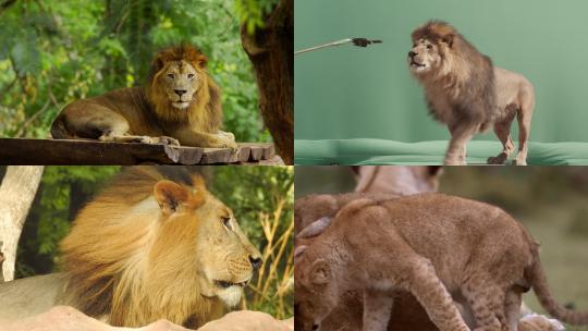 [合集] 狮子小狮子母狮视频素材模板下载