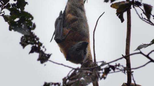 水果蝙蝠飞狐倒挂在树枝上，特写，白天马夫拉，澳大利亚维多利亚