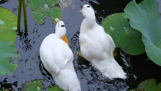 荷塘里两只白色的白鹅在水中戏水特写