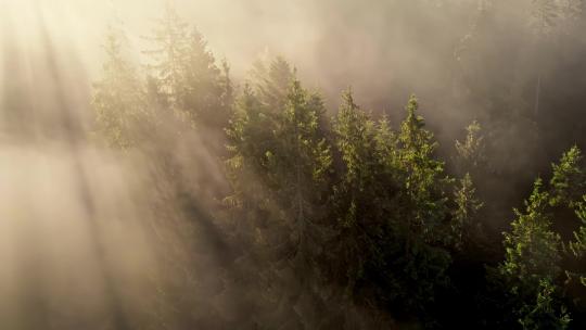 云雾下覆盖的的森林松林
