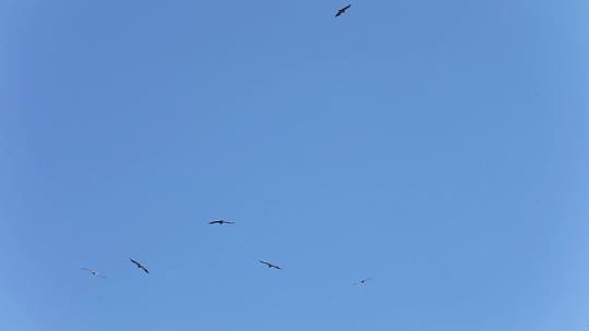 草原蓝天飞翔的鹰
