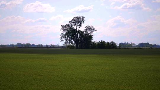 风吹麦田麦浪麦子上的鸟飞过田野中的一棵树