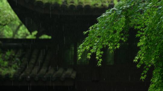 杭州虎跑下雨天的古建筑前雨水绿色叶子
