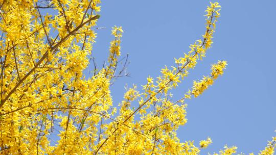 春天迎春花开黄色小花