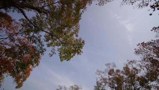 树叶间的天空