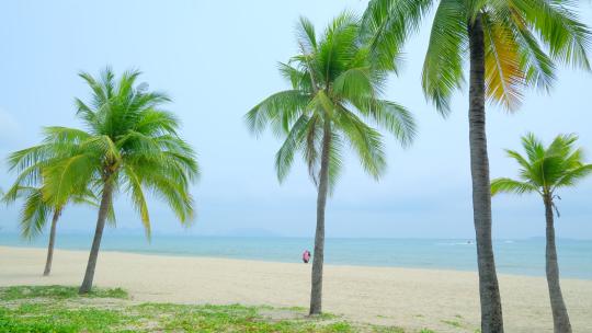海南三亚椰梦长廊 椰树 椰子树 沙滩