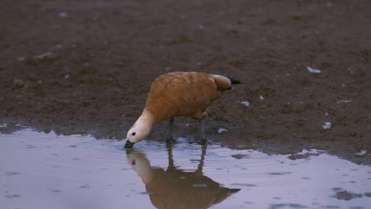 停留在湿地旁喝水进食的国家保护动物赤麻鸭