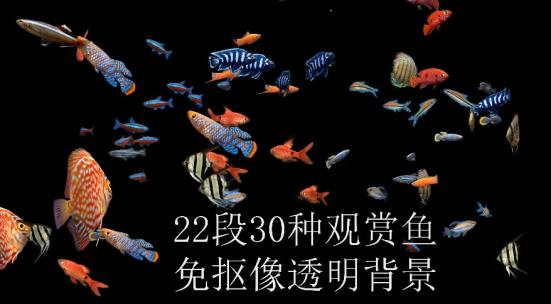 22段30种通道海鱼合集4KAE视频素材教程下载