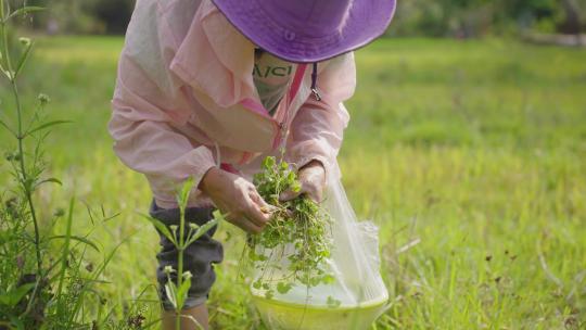 村民上山挖野菜摘野菜农民挖野菜野味食物