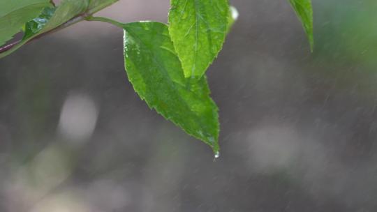 风雨中的树叶高清在线视频素材下载