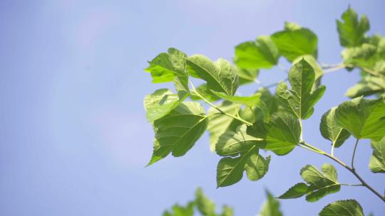 阳光下清新唯美了小草树叶