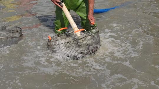 挖海鲜海产品贻贝青口螺视频素材模板下载
