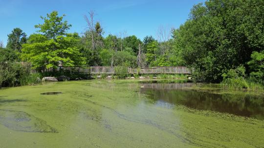 步行桥边的绿藻污染池塘