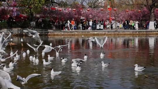 昆明翠湖公园景观合集